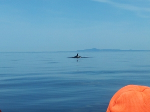 Een Nieuwe Baan, deel 5. Whale-watching